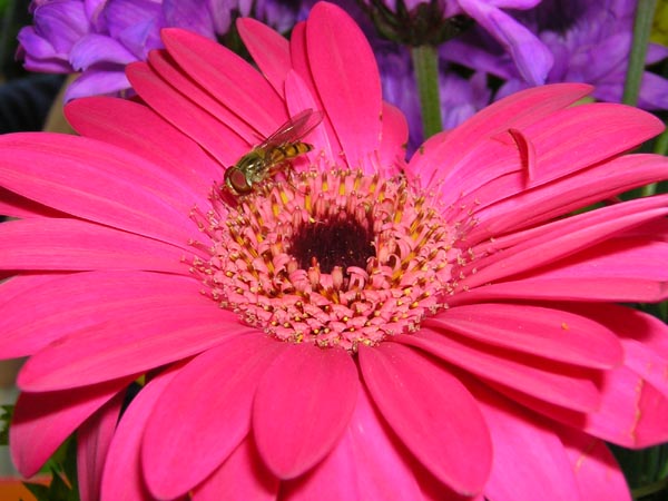 A common hoverfly feeding on the nectar of a large, bright pink flower with large narrow eliptical petals