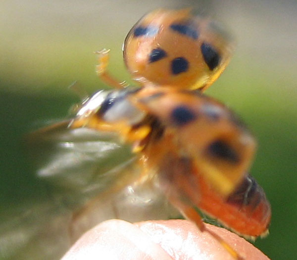 An orange ladybird in the early stages of flight, its wings beating and its
body just a few millimetres above the surface of the finger it has just
left
