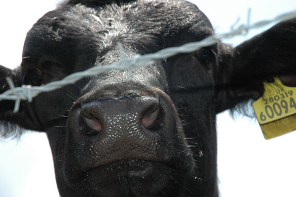 Close up portrait photograph taken behind a line of barbed wire of a cow with a large wet nose and a yellow tag through it's left ear