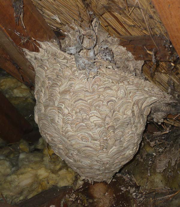 A large, deserted wasp nest in a roof cavity